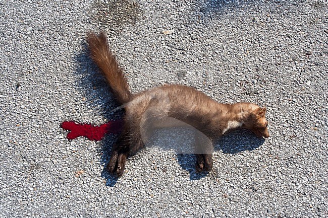 Boommarter als verkeersslachtoffer; Pine Marten as a roadkill stock-image by Agami/Marc Guyt,