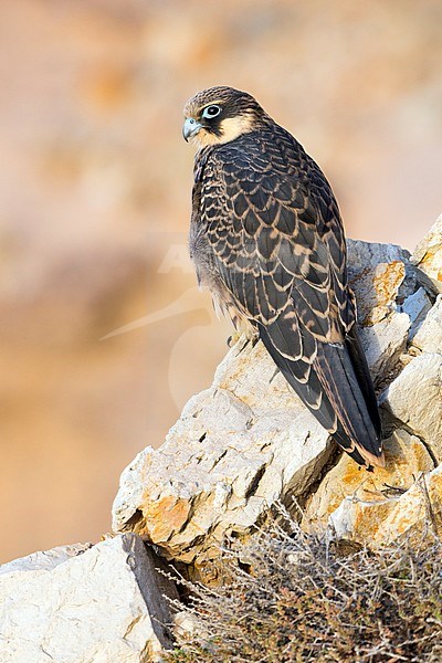 Eleonora's Falcon (Falco eleonorae), juvenile perched on a rock stock-image by Agami/Saverio Gatto,