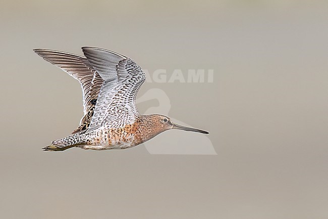 Adult in transition to breeding
Galveston Co., TX
April 2023 stock-image by Agami/Brian E Small,