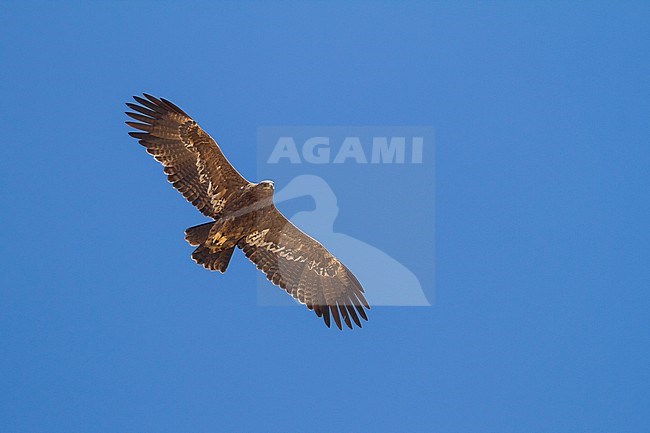 Steppe Eagle - Steppenadler - Aquila nipalensis, Oman, prob. 6th cy stock-image by Agami/Ralph Martin,