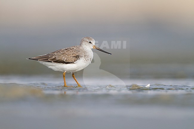 Terek Sandpiper - Terekwasserläufer - Xenus cinereus, Oman, nonbreeding stock-image by Agami/Ralph Martin,