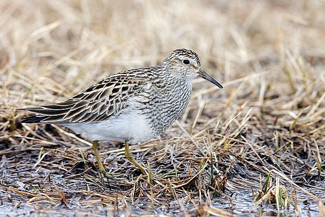 Adult breeding 
Barrow, AK 
June 2009 stock-image by Agami/Brian E Small,