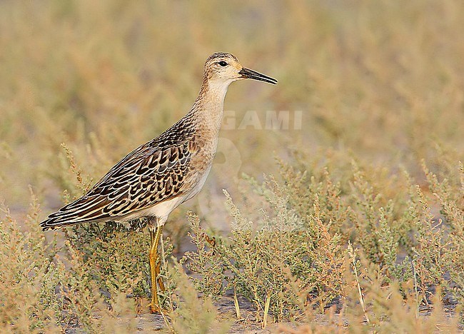 Wintering Ruff, Philomachus pugnax, in India. stock-image by Agami/Clement Francis,