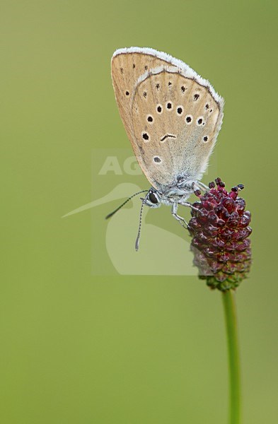 Pimpernelblauwtje op de grote pimpernel / Scarce large blue on the great burnet stock-image by Agami/Bas Mandos,