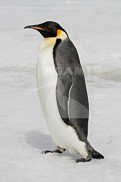 keizerspinguÃ¯n; Emperor Penguin stock-image by Agami/Pete Morris,