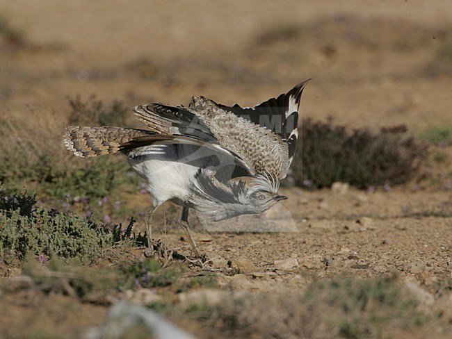 Canary Islands Bustard adult male displaying; Canarische Kraagtrap volwassen man baltsend stock-image by Agami/Bill Baston,