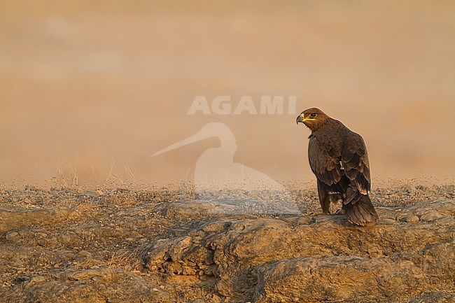 Steppe Eagle - Steppenadler - Aquila nipalensis, Oman stock-image by Agami/Ralph Martin,