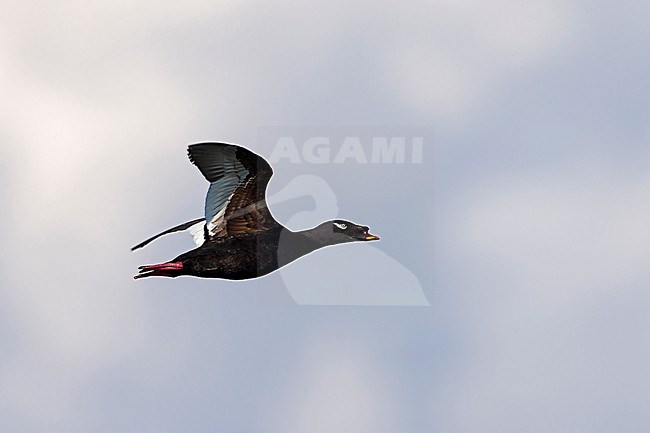 Adult male Asian White-winged Scoter (Melanitta stejnegeri) in flight in Mongolia. Also known as Stejneger's Scoter. stock-image by Agami/Mathias Putze,