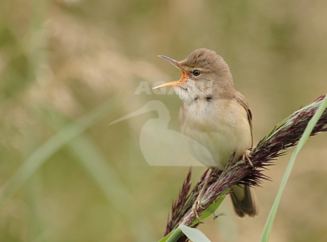 Bosrietzanger zingend; Marsh Warbler singing stock-image by Agami/Reint Jakob Schut,