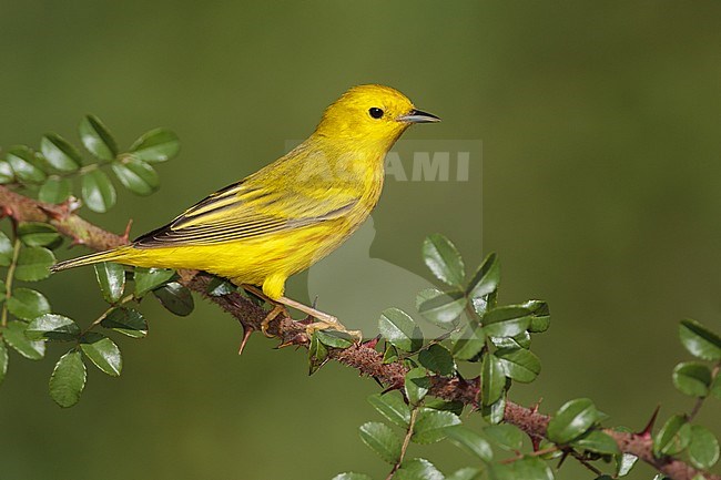 Adult male
Galveston Co., TX
April 2012 stock-image by Agami/Brian E Small,