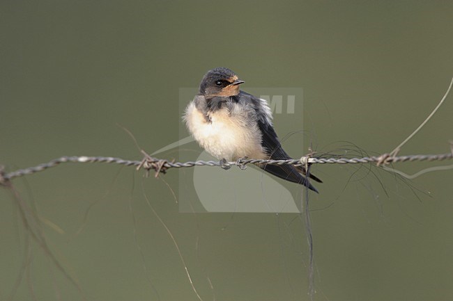 Boerenzwaluw op draad; Barn Swallow on wire stock-image by Agami/Ran Schols,