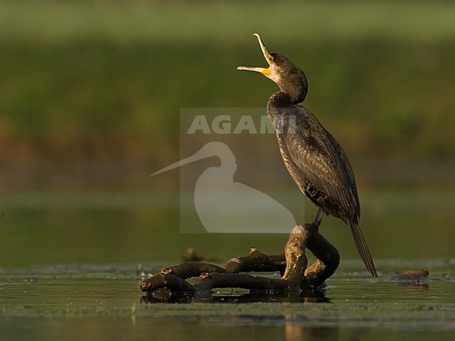 Aalscholver gapend; Great Cormorant yawning stock-image by Agami/Han Bouwmeester,