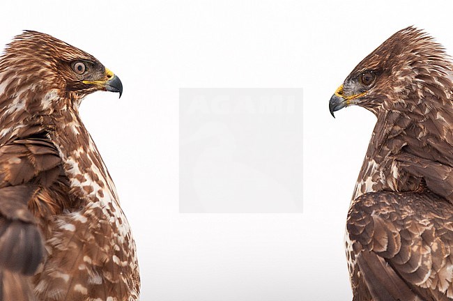 Common Buzzard  (Buteo buteo) stock-image by Agami/Bence Mate,