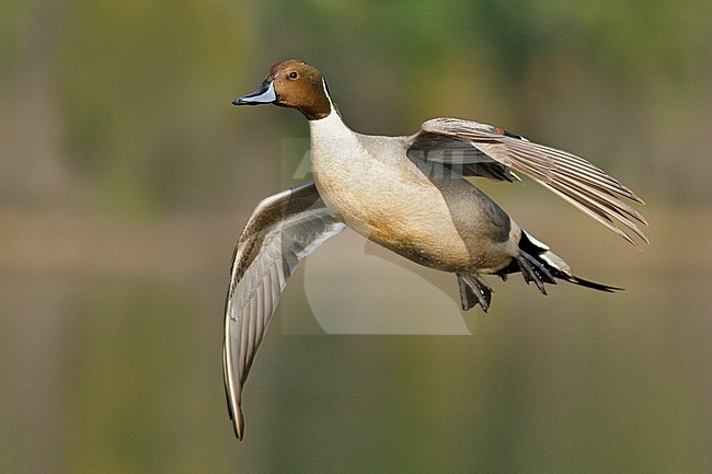 Mannetje Pijlstaart in vlucht, Male Northern Pintail in flight stock-image by Agami/Glenn Bartley,