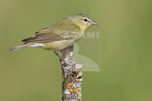 Adult female
Galveston Co., TX
April 2006 stock-image by Agami/Brian E Small,