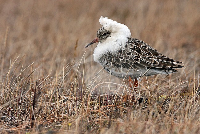 Adult male breeding
Barrow, AK
June 2009 stock-image by Agami/Brian E Small,