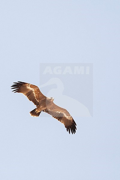 Steppe Eagle (Aquila nipalensis) during spring migration over Eilat Mountains, Israel. stock-image by Agami/Marc Guyt,