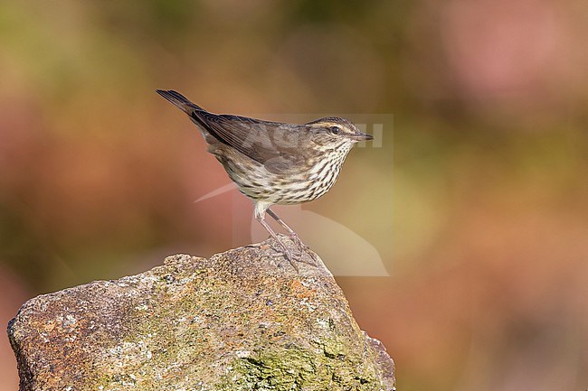 Northern Waterthrush (Parkesia noveboracensis) sitting on a rock in Pico fields, Corvo, Azores, Portugal. stock-image by Agami/Vincent Legrand,