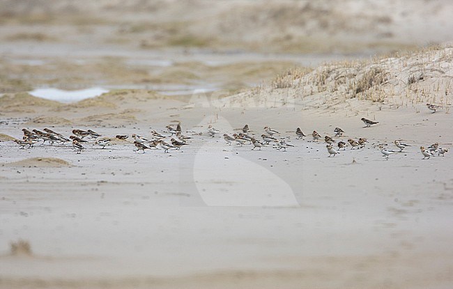 Snow Bunting, Sneeuwgors, Plectrophenax nivalis stock-image by Agami/Arie Ouwerkerk,