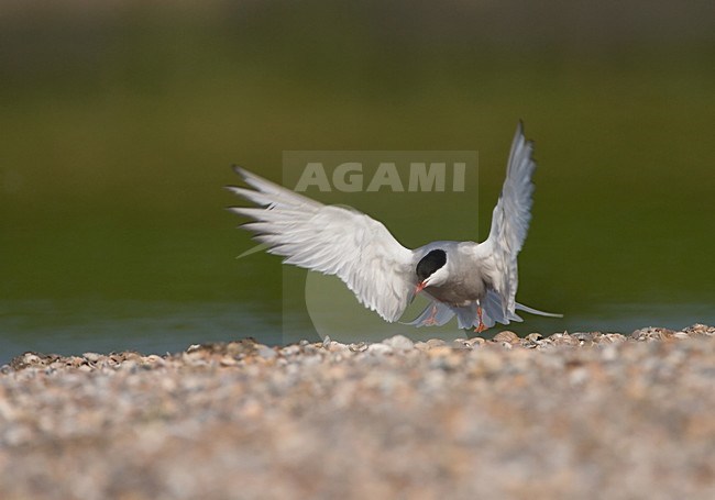 Flying Common Tern; Vliegende Visdief stock-image by Agami/Marc Guyt,