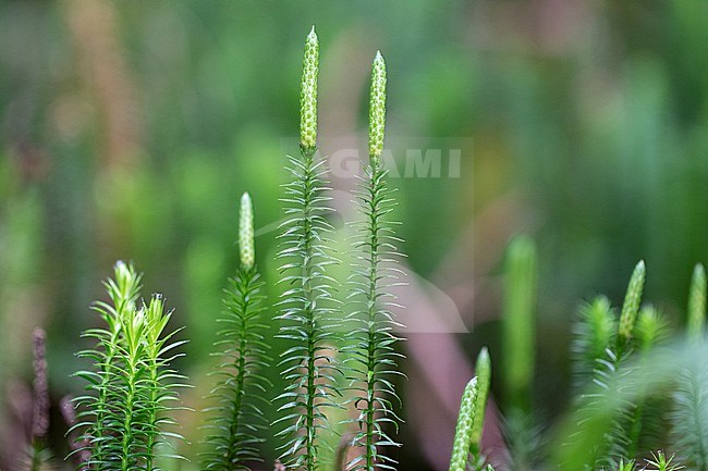 Interrupted Clubmoss, Spinulum annotinum stock-image by Agami/Wil Leurs,