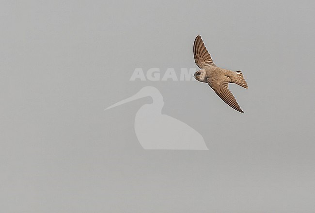 Pale Crag Martin (Ptyonoprogne obsoleta) in flight during spring in Israel. stock-image by Agami/Marc Guyt,