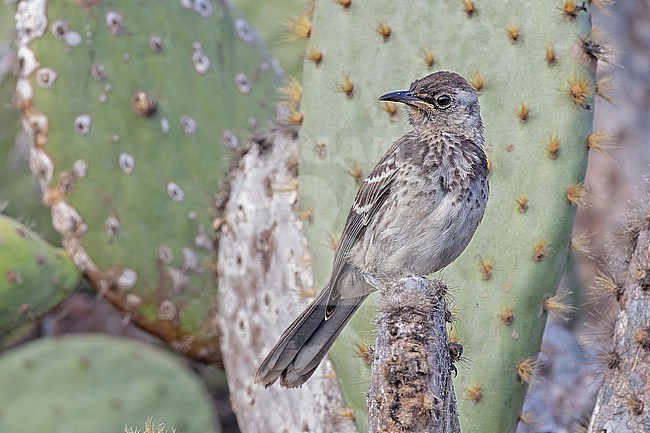 Floreana mockingbird (Mimus trifasciatus) or the Charles Island mockingbird on the Galapagos Islands, part of the Republic of Ecuador. stock-image by Agami/Pete Morris,