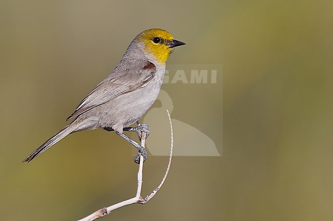 Adult male
Riverside Co., CA
March 2012 stock-image by Agami/Brian E Small,