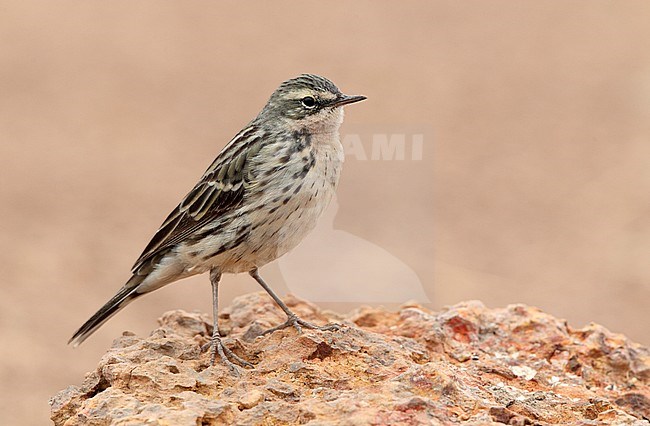 Rosy Pipit (Anthus roseatus) at Bahkplee, Nakorn Nayok in Thailand. Standing on a red under ground. stock-image by Agami/Helge Sorensen,