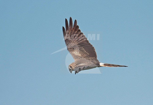 Montagu's Harrier (Circus pygargus), second calender year female in flight, seen from the side, showing upper wing pattern. stock-image by Agami/Fred Visscher,