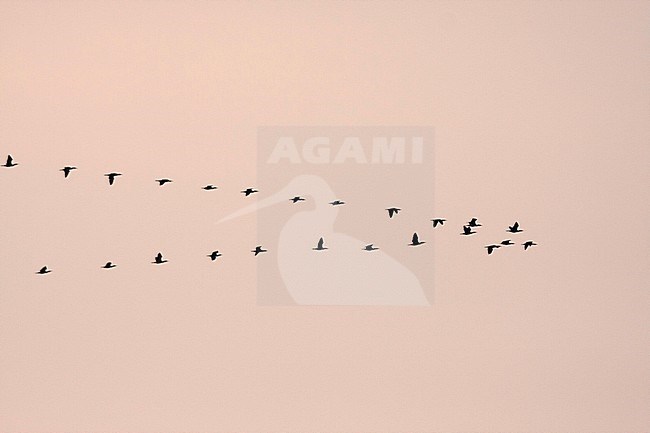 Flock of Great Cormorants in flight - Kormoran - Phalacrocorax carbo ssp. sinensis, Germany stock-image by Agami/Ralph Martin,