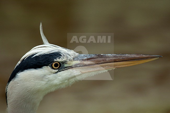 Blauwe Reiger close-up; Grey Heron close-up stock-image by Agami/Roy de Haas,