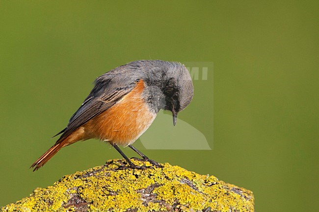 Oosterse Zwarte Roodstaart, Eastern Black Redstart stock-image by Agami/Rob Olivier,