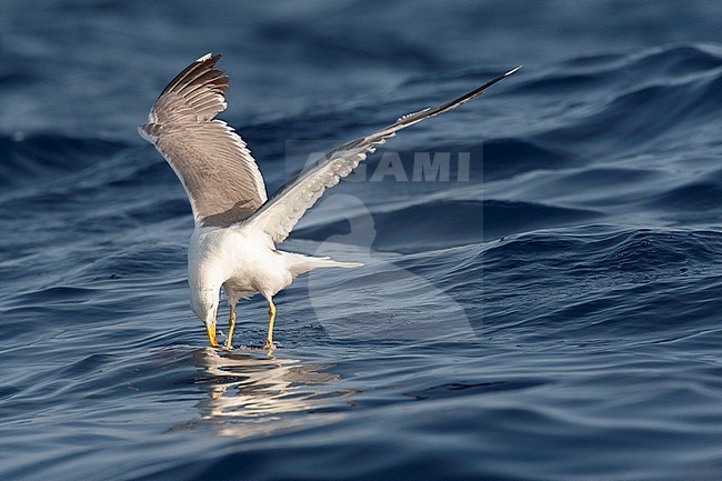 Adult Yellow-legged Gull (Larus michahellis michahellis) foraging at sea in Madeira. stock-image by Agami/Marc Guyt,