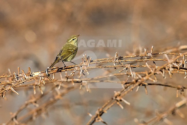 Greenish Warbler as a vagrant in Zeebrugge, West Flanders, Belgium. September 2016. stock-image by Agami/Vincent Legrand,