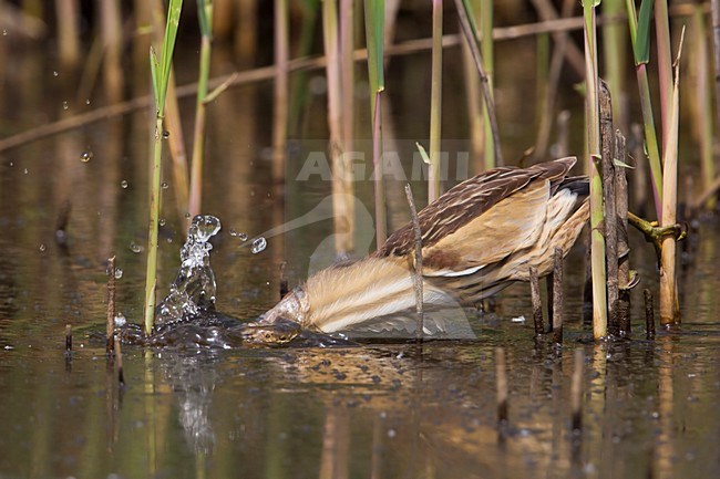 Tarabusino; Little Bittern; Ixobrychus minutus stock-image by Agami/Daniele Occhiato,