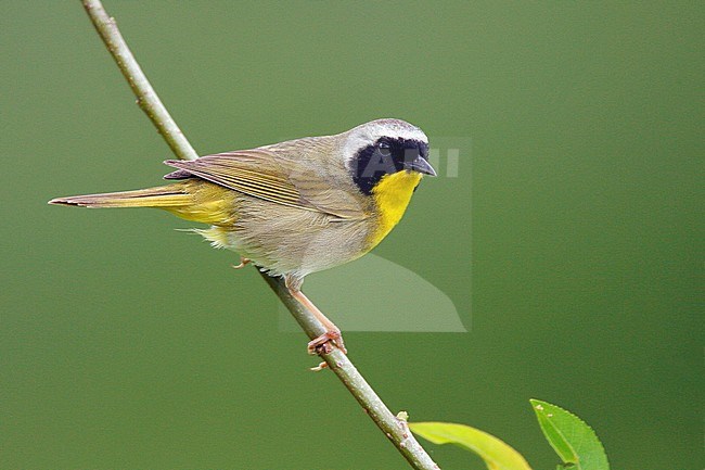 Adult male
Hartford Co., CT
June 2006 stock-image by Agami/Brian E Small,