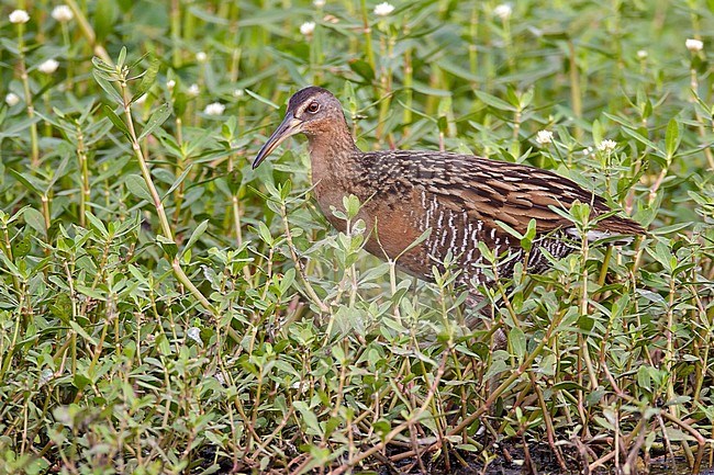 Adult
Brazoria Co., TX
April 2011 stock-image by Agami/Brian E Small,