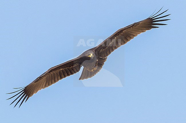 Greater Spotted Eagle (Clanga clanga), juvenile in flight stock-image by Agami/Saverio Gatto,