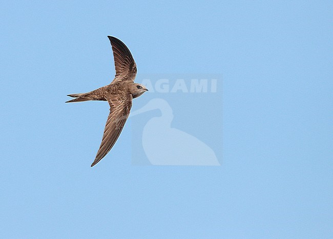 Pallid Swift (Apus pallidus) in flight in Spain. stock-image by Agami/Ran Schols,