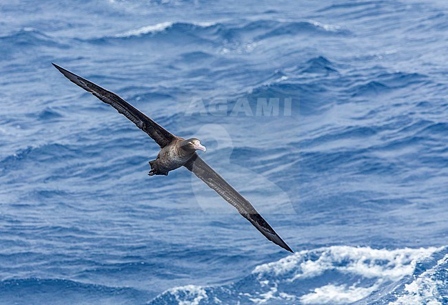 Immature Short-tailed Albatross (Phoebastria albatrus) at sea off Torishima island, Japan. Also known as Steller's albatross. stock-image by Agami/Marc Guyt,