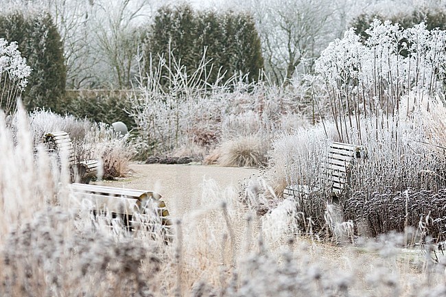 Plants and grasses covered in soft rime at Vlinderhof in winter stock-image by Agami/Caroline Piek,