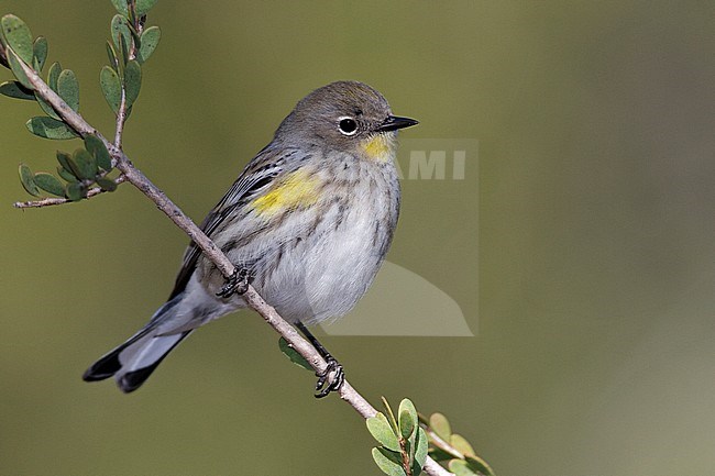 Adult non-breeding 
Los Angeles Co., CA 
November 2009 stock-image by Agami/Brian E Small,