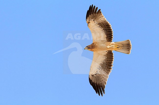 Booted Eagle (Hieraaetus pennatus), light morph juvenile in flight seen from below stock-image by Agami/Saverio Gatto,