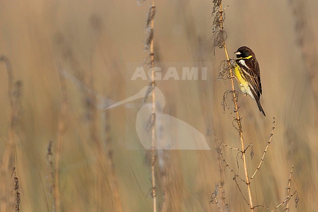 Yellow-breasted Bunting - Weidenammer - Emberiza aureola ssp. aureola, Russia, adult male stock-image by Agami/Ralph Martin,