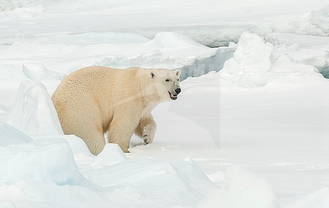 Polar bear (Ursus maritimus) adult walking on ice stock-image by Agami/Roy de Haas,