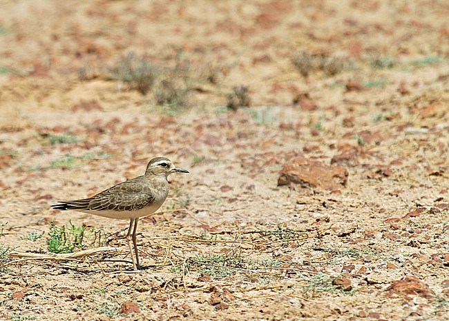 Overwinterende Steppeplevier in Australie; Wintering Oriental Plover (Charadrius veredus) in Australia. About 90% of the Oriental Plovers that make the long journey south overwinter in Australia and it has been estimated that there may be 160,000 individuals of this species. stock-image by Agami/Pete Morris,