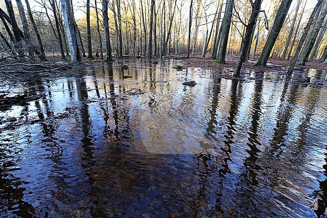 's Winters treedt de Hierdense beek buiten haar oevers. stock-image by Agami/Jacques van der Neut,