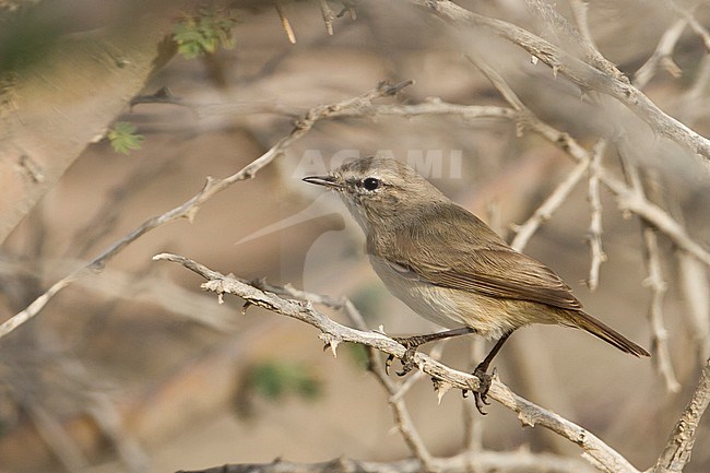 Plain-leaf Warbler (Phylloscopus neglectus) Oman, adult peched in a bush stock-image by Agami/Ralph Martin,