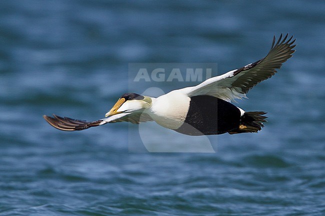 Common Eider (Somateria mollissima) flying in Churchill, Manitoba, Canada. stock-image by Agami/Glenn Bartley,